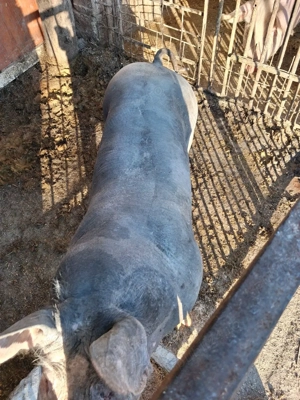 vier de vanzare  - imagine 2