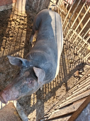 vier de vanzare  - imagine 3