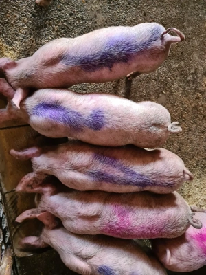 vand purcei 8 saptamani foarte mancaciosi - imagine 4