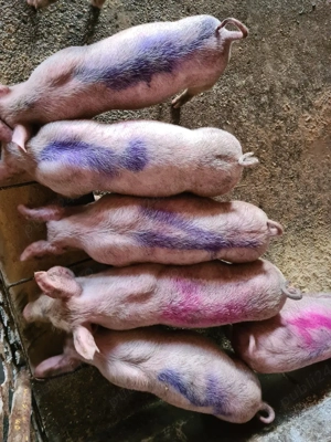 vand purcei 8 saptamani foarte mancaciosi - imagine 5