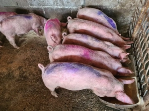 vand purcei 8 saptamani foarte mancaciosi - imagine 2