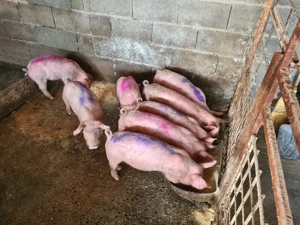 vand purcei 8 saptamani foarte mancaciosi - imagine 3