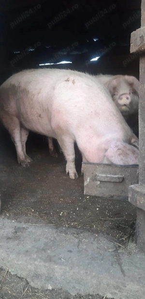 Vând porc marele alb - imagine 2