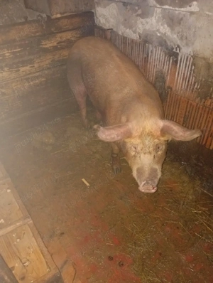 porc de vânzare are cam 130 kg 