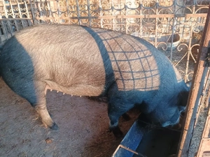 porc de vânzare  - imagine 2