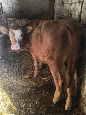 Vând junincă Angus