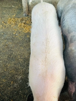 vand purcea de 45 50 kg  - imagine 2