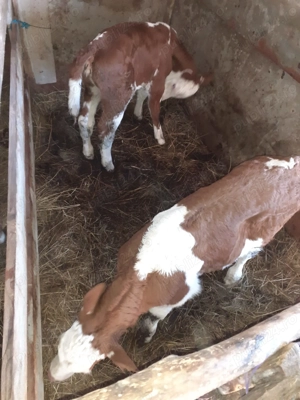 vand vaca cu o vitea si un vitel