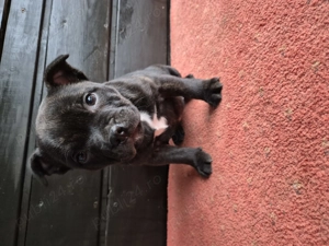 Femelă Staffordshire bull terrier 