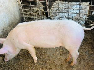 vand purcea de 45 50 kg  - imagine 3