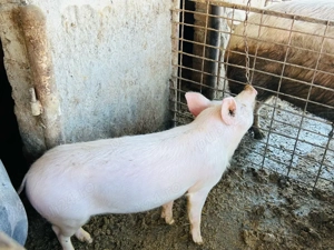 vand purcea de 45 50 kg  - imagine 5