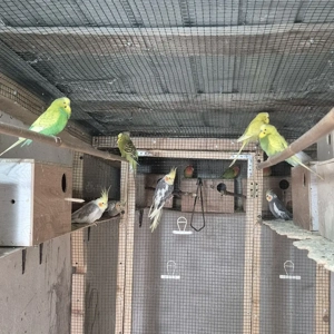 vand papagali diferite specii - imagine 3