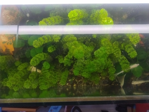 acvariu 270 l  - imagine 3