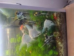 acvariu 270 l  - imagine 5