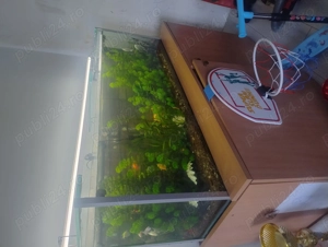 acvariu 270 l  - imagine 2