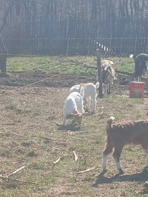 Vand iezi din capre bune de lapte 