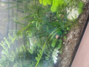 acvariu 270 l  - imagine 4