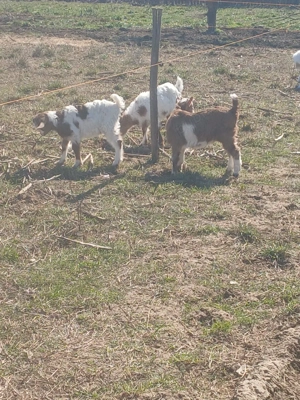 Vand iezi din capre bune de lapte  - imagine 3