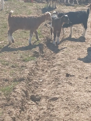 Vand iezi din capre bune de lapte  - imagine 2