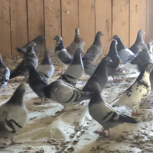 vand porumbei voiajori - imagine 4