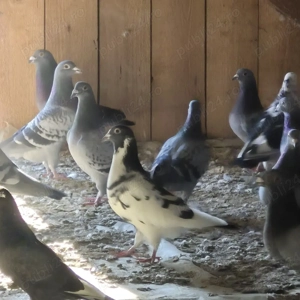 vand porumbei voiajori - imagine 5