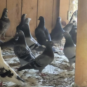 vand porumbei voiajori - imagine 2