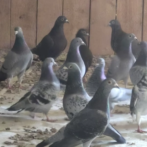 vand porumbei voiajori - imagine 3