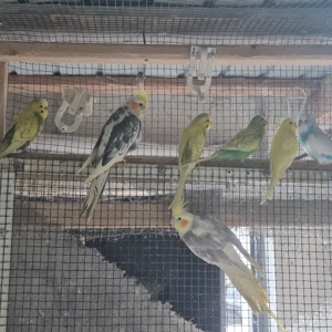 vand papagali diferite specii - imagine 4