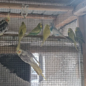 vand papagali diferite specii - imagine 5