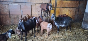 Capre anglo si carpatine  - imagine 4