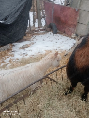 Vând două iede mari - imagine 2