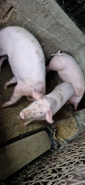 vand porci  - imagine 2