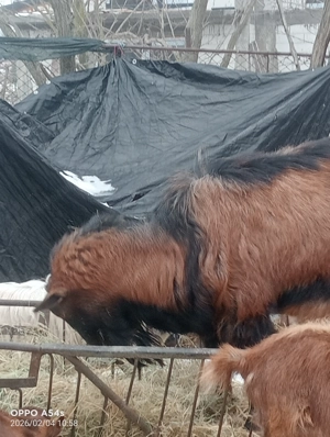 Vând țap alpin tânăr  - imagine 4