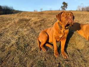 Disponibil  Dogue de Bordeaux femela, în vârstă de 6luni, provenit de la părinți campioni - imagine 3