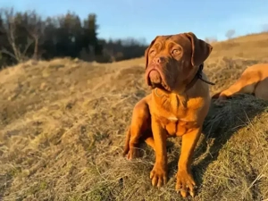 Disponibil  Dogue de Bordeaux femela, în vârstă de 6luni, provenit de la părinți campioni - imagine 4