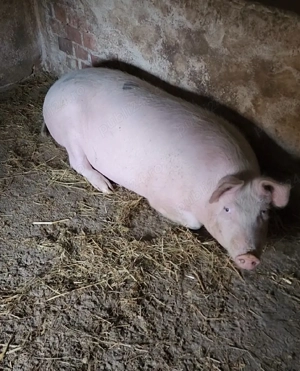 vand un porc de taiat