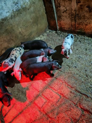 Vand 11 purcei bazana cu landrace  - imagine 5