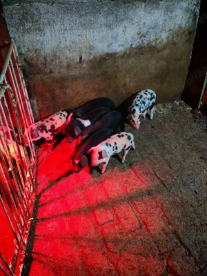 Vand 11 purcei bazana cu landrace  - imagine 2