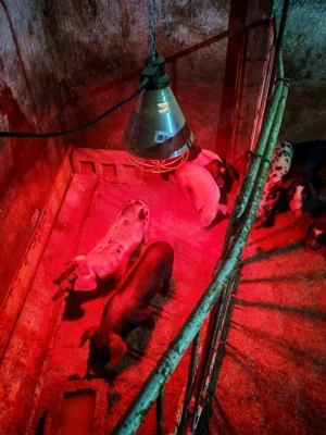 Vand 11 purcei bazana cu landrace  - imagine 4