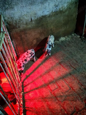 Vand 11 purcei bazana cu landrace  - imagine 3