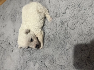 Vând Bichon matez - imagine 2