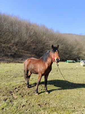 Mânz de aproximativ 3 ani  - imagine 2