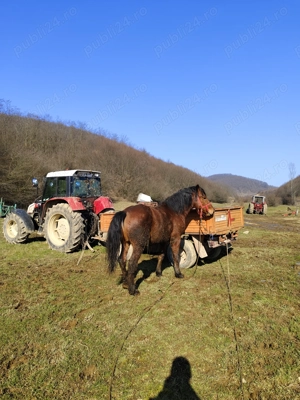 Mânz de aproximativ 3 ani  - imagine 4