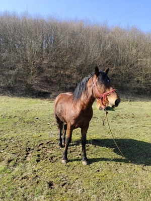 Mânz de aproximativ 3 ani  - imagine 3