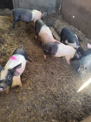 Purcei Bazna de vânzare  - imagine 3