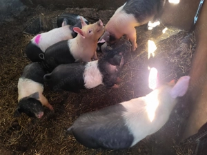 Purcei Bazna de vânzare  - imagine 2