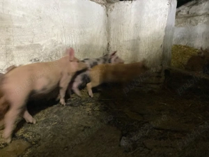 purcei 8 saptamani - imagine 5