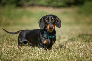 Caut bichon maltez sau tekel pui - imagine 2