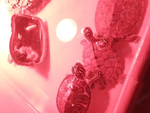 Țestoase de rasă. - imagine 2