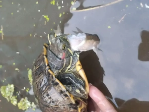 Țestoase de rasă. - imagine 4